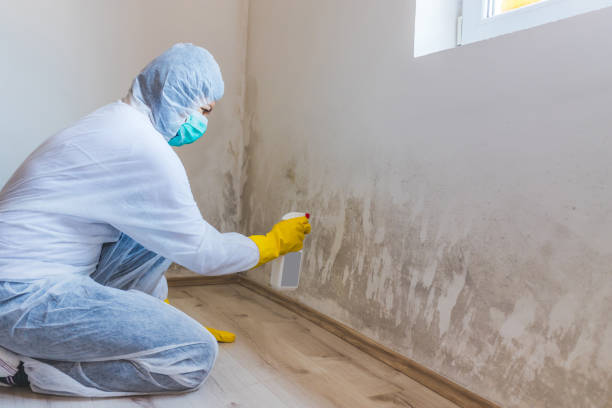 Licensed Basement Mold Remediation service in Caldwell, TX - 24 Hour Mold Removal