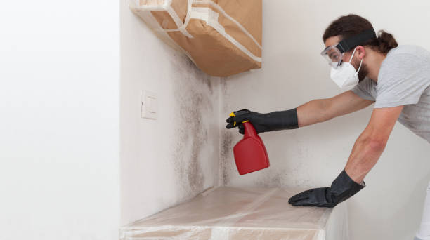 Professional Basement Mold Remediation technician working in Caldwell, TX