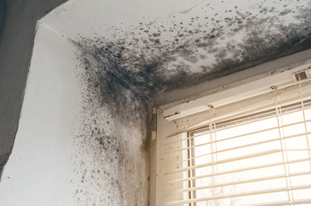 Affordable Basement Mold Remediation solutions in Caldwell, TX